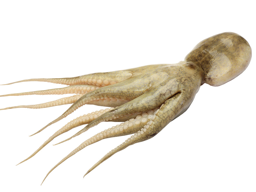 Centaurus - svježa i smrznuta riba - hobotnica