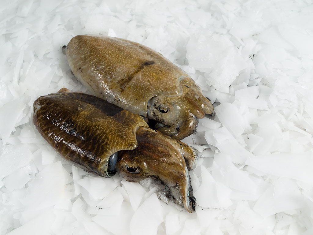 Centaurus - svježa i smrznuta riba - sipa