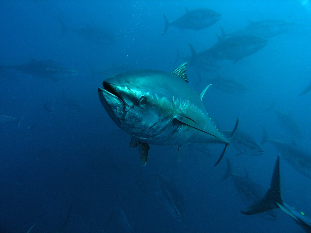 plavoperajna-tuna-2
